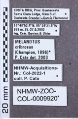 Etiketten zu Melanotus angustus (NHMW-ZOO-COL-0009920)